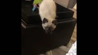 Ragamese Kitten Jumping