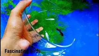 best pond for fishes/without tools/fascinating birds