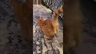 Kings of chaos in action 🐾😼  #cat #cats #funny #funnycats