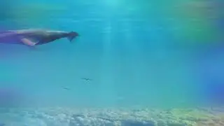 whale or moon#whale#moon#video#Aima