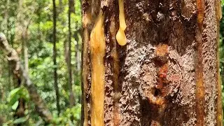 JENIS GETAH KEMENYAN/HAMINJON SECARA UMUM, JENIS TOBA DAN BULU