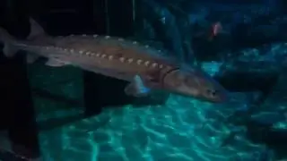 White Sturgeon Fish - Monterey Bay Aquarium, California