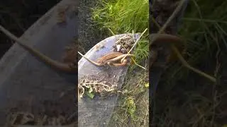 JUDAH FOREVER TV: 🐍 Snake-Killer!