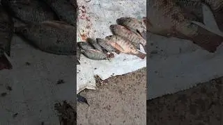 Tilapia Fish Cutting Video || and Snakehead Fishing hunting||#shots#viral#ytshot