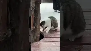 My cat is a first time mom🤣#cats #funny #catfunny #pets