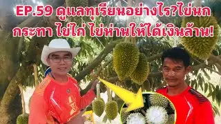 EP.59 ดูแลทุเรียน!ระยะไข่นกกระทา ไข่ไก่ไข่ห่าน ให้ได้จับเงินล้าน!ผ่านพ้นวิกฤติพลิกชีวิตคนสู้ชีวิต!