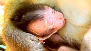Monkey Vicki Has to Move On for Now