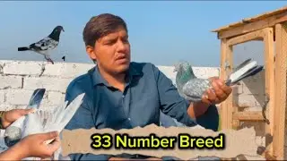 33 Number Breed ka Shok | Dr Pigeon Association