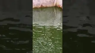🐟 Our fish are well. The cut fish is about Ksh 1,000 each. Place your orders today! #pond #fishing