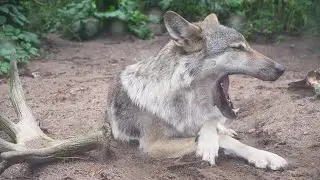 Grey Wolf Yawning Stock Video