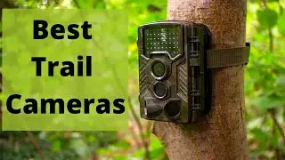 Best Trail Cameras: Capture Animal Movements on Film