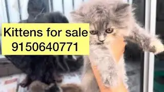 Kittens Jump, Pounce, and Play l Ultimate Kitten Cat TV Compilation | Try Not to Say &lsquo;Aww&rsquo; #cattv