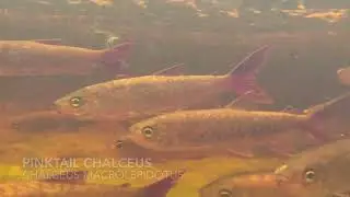 Pinktail Chalceus