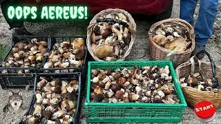 Porcini neri 2022 dopo le pioggie una forte esplosione.Boletus Aereus Luca Corbara