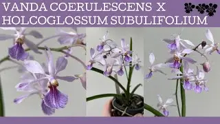Vanda coerulescens x Holcoglossum subulifolium: межродовой гибрид, который легко выращивать!