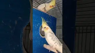 beautiful cocktail birds #cockatiel #birds #parrot #pets #cute #petbirdcommunity #avianadventures