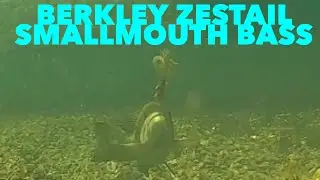 Berkley Zestail Smallmouth Bass #shorts