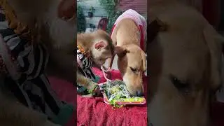 Monkey Cuddling with Cat