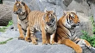 Natgeo Documentary A TIGER FAMILY BATTLE ~~~..HD..