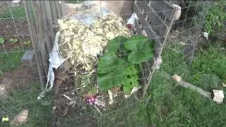 Dumpster Diving for Compost Greens