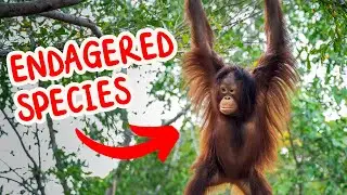 Which Animals Are in Danger? | Endangered Species for Kids