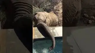 Elephants drink from swimming pool