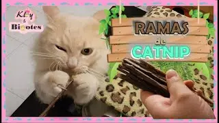 Catnip en Rama🌿 Palitos de Matatabi para gato