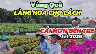  VÙNG QUÊ LÀNG HOA CHỢ LÁCH NHÀ VƯỜN TẤP NẬP LÀM HOA KIỂNG CÚC MÂM XÔI CHO MÙA XUÂN MỚI TẾT 2026