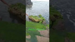 Indahnya Kerang Laut di Pantai Masceti