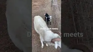 Dwarf goat meets wolf #wolfdogs #wolfdog #dwarfgoat #minigoats #ram #sheepfarming #sheepgoatfarming