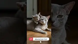 Silver Abyssinian Mom & Baby 💖 Ticked Fur, Timeless Bond #oversweet #cat