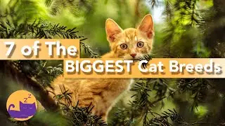7 GIANT Cat Breeds - Did You Know About These HUGE Cats?!