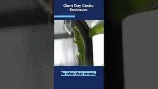 Giant Day Gecko Enclosure #reptiles #animals #gecko #giantgecko