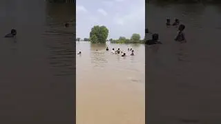 Flood In Satluj River - Satluj River Flood Update - Head Sulemanki Update #flood #satluj #sulemanki