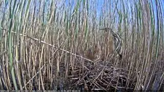 Latvian Bittern 2015 05 30 female back with food 8:45