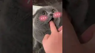 Funniest Animals 2024, New Funny Cats and Dogs Videos. #pets #funnyvideos#petfriendships #funny#cats