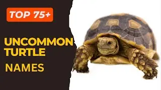 Top 75+ Uncommon Turtle Names and Their Unique Backstories 1