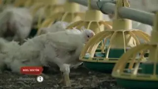 Bloomberg Ht - Şenpiliç Kurucusu Haşim Gürdamar