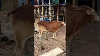 guru amba golu hamba গরু gorur video gaurav goru guru guru golu golu guru tiktok goro gaurav video
