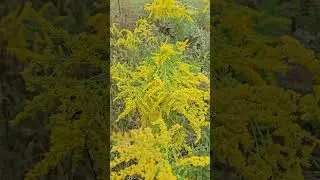 Goldenrod wildflowers / natural flowers  #satisfying  #shorts  #flower  #usa