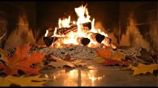 Live Campfire in Forest &ndash; Peaceful Night Atmosphere