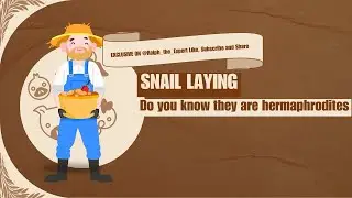 Snails laying eggs  and how to incubate to hatch successfully