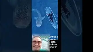 viral wisata ikan paus Gorontalo #music #ikanpaus #gorontalo #laut #viral #viralvideo #shorts