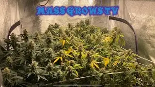 Michigan Mix Soil vs Bottled Nutrients - 7th Week Of Flowering