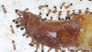 Ant carry away and eating food. animals behavior. natural  /муравей / 蟻 /  نملة / चींटी / எறும்பு
