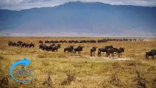 360° VR Erlebnis in 8K – Safari Abenteuer in Kenia & Tansania | Wilde Tiere hautnah
