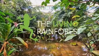 Welcome to The Living Rainforest