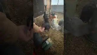 Relaxing time feeding the chickens. .🐓🐔#chicken #hen #homestead #egg #livestockfarming #farm