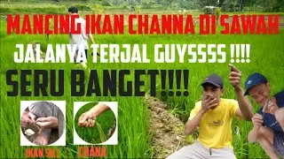 MANCING IKAN CHANNA LIMBATA DI ALAM BEBAS || DAPET IKAN CHANA DAN SILI