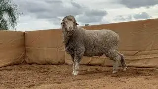 AFA RAM AUCTION 2025 LOT 116 PB241086